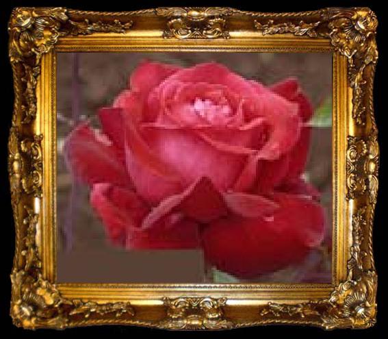 framed  unknow artist Realistic Red Rose, ta009-2